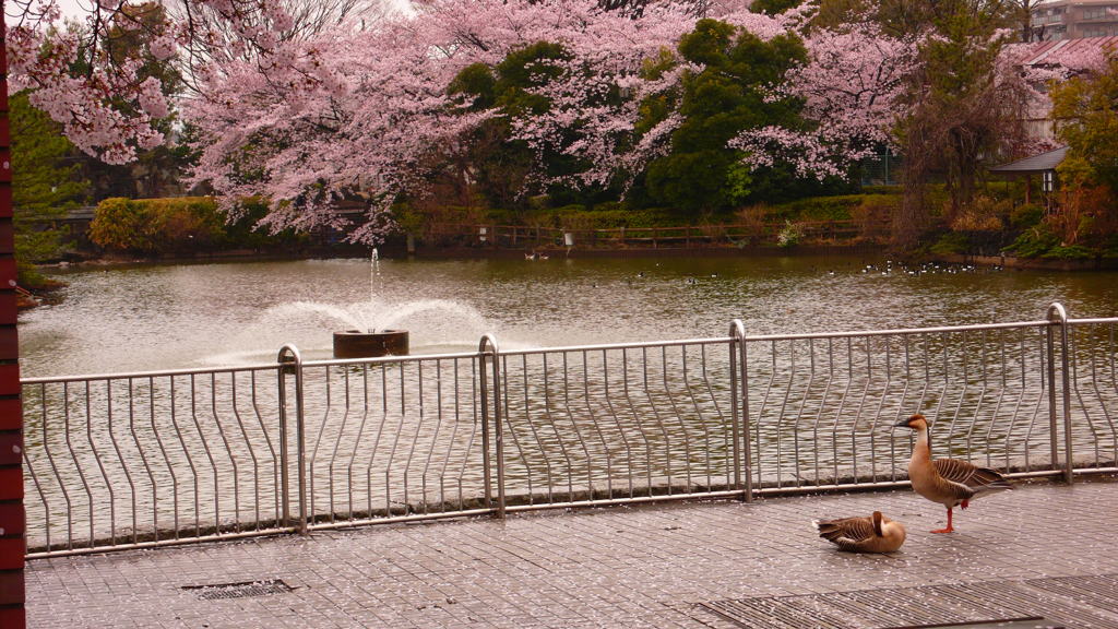 雁の花見（ワイド）