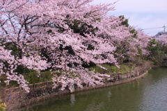 桜と池