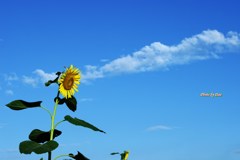 空と雲と向日葵と（その２）