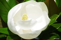 泰山木の花