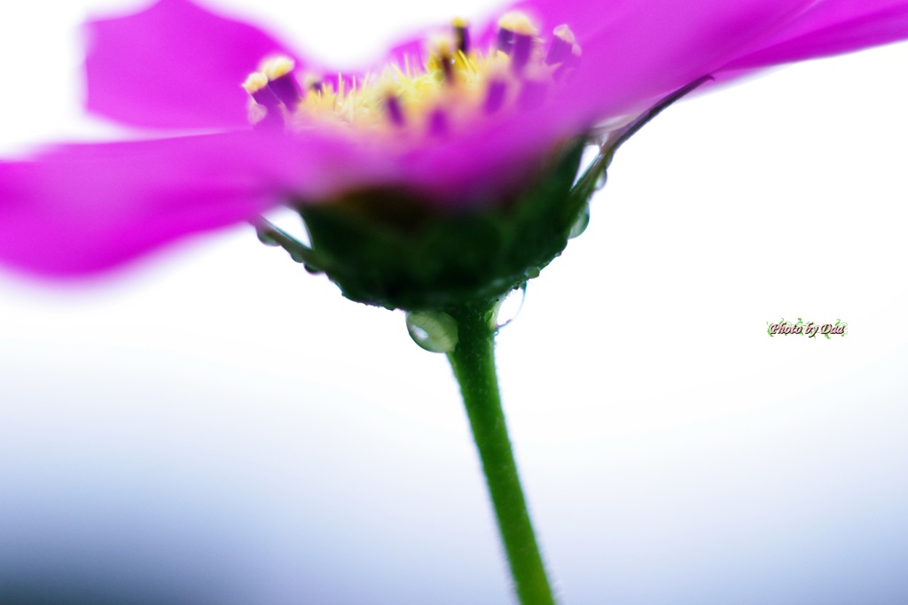 秋桜の涙３
