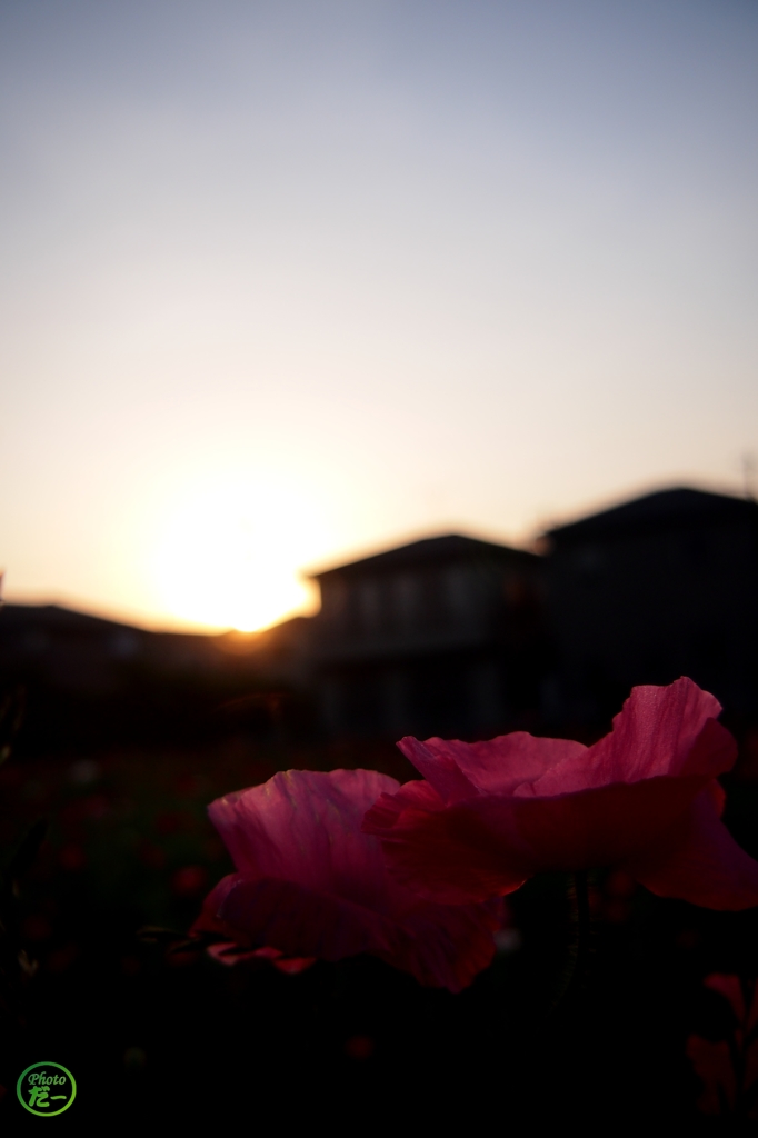 朝日に照らされて