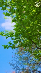 樹木越しの空