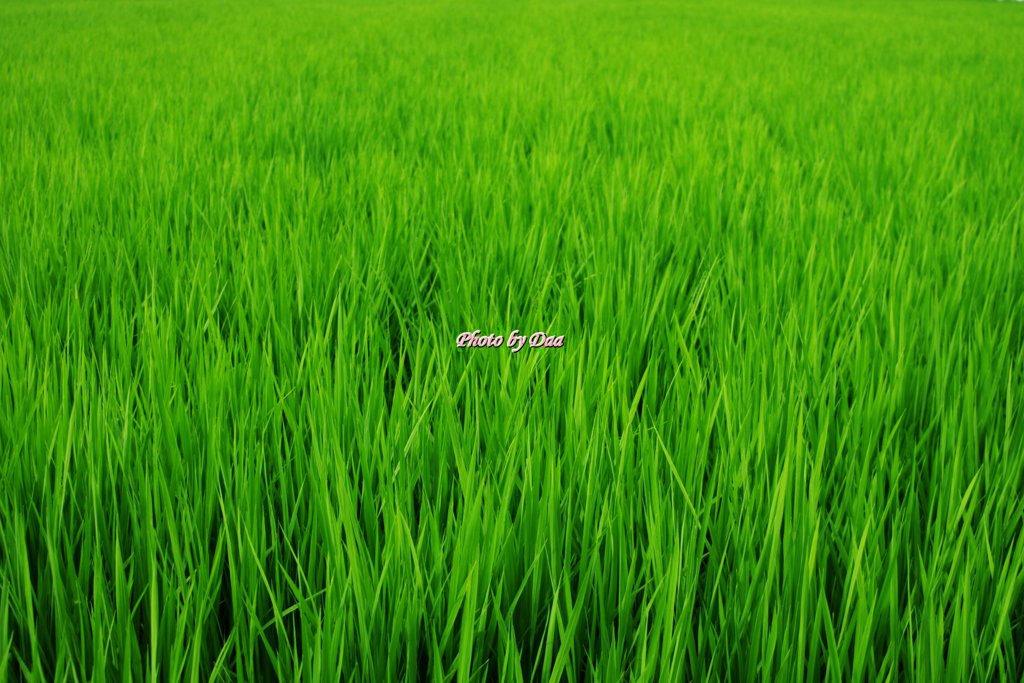 稲