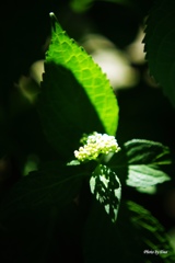 日浴びる紫陽花