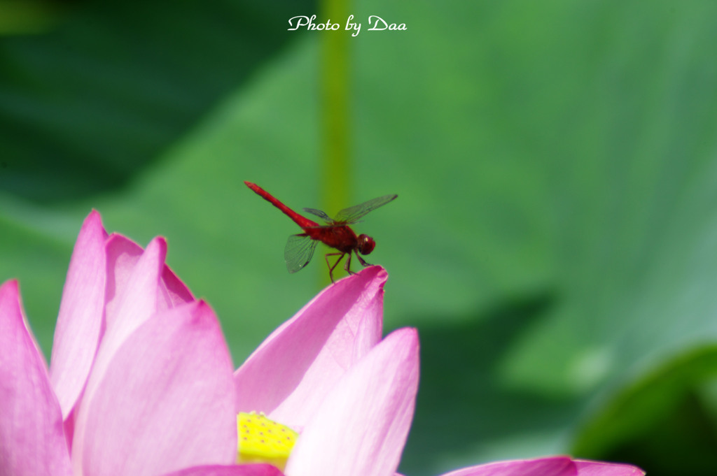 Pink on Red Ⅰ