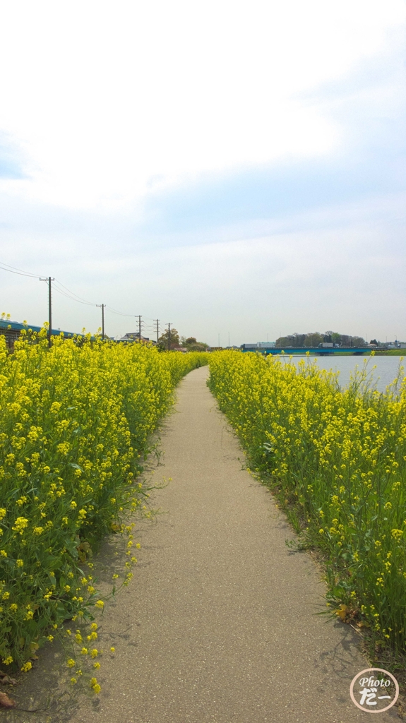 菜の花遊歩道