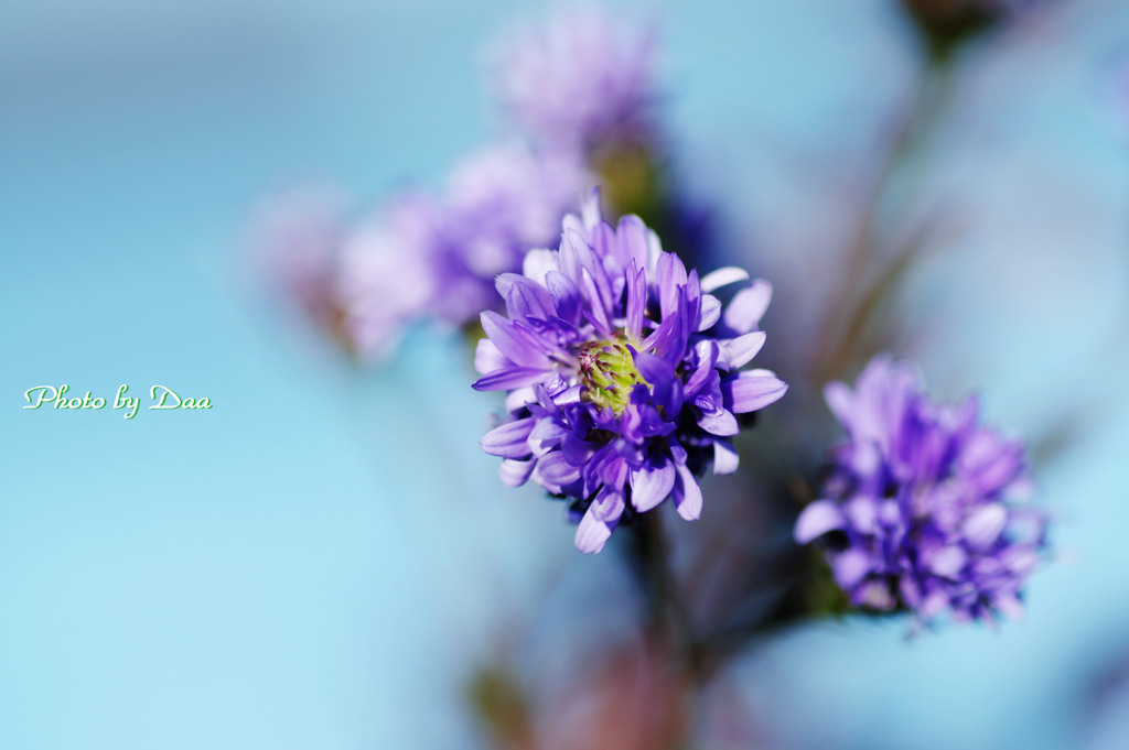 紫の花　Ⅰ