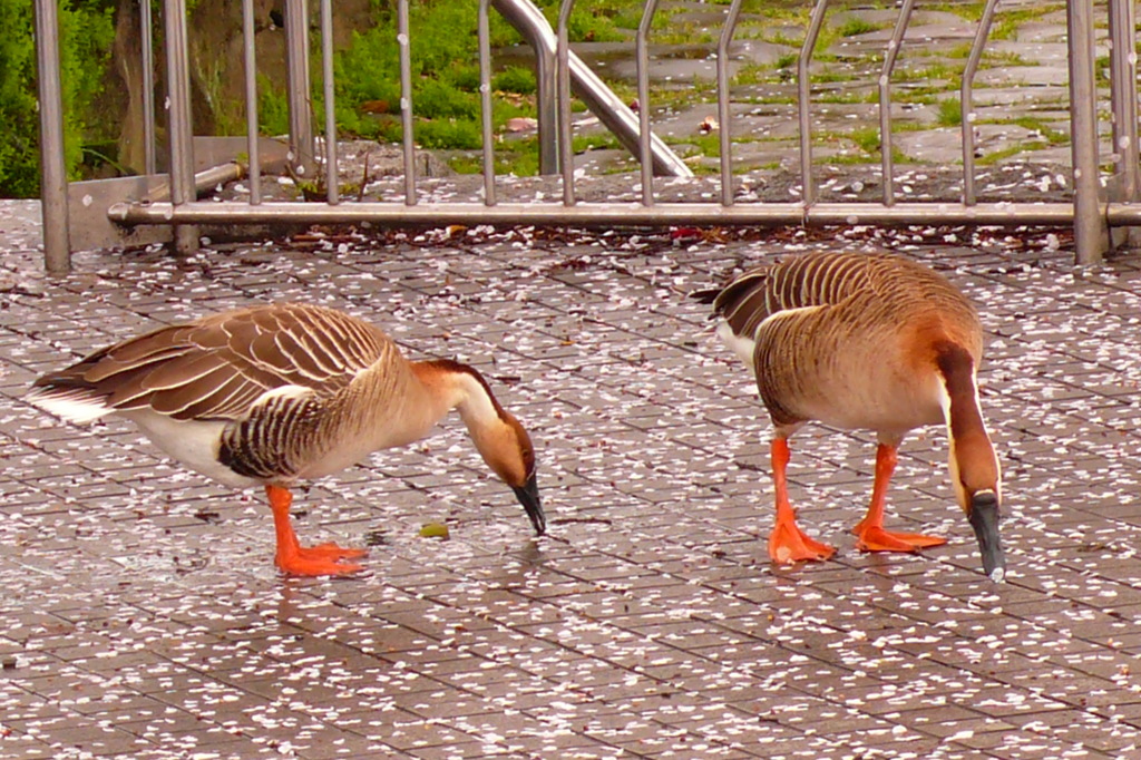 雁のお食事風景