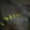 幼い葉