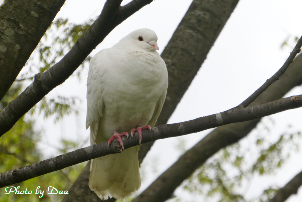 幸せの白い鳩