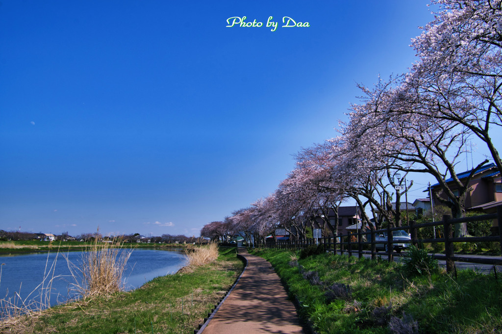 古利根川遊歩道