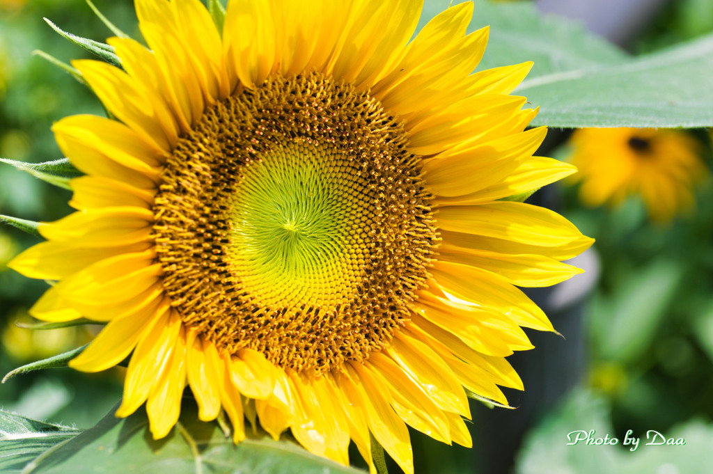 太陽の花