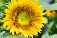 太陽の花