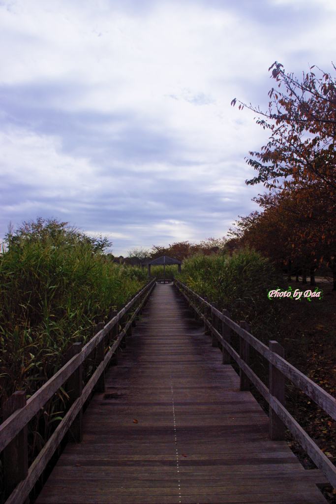 晩秋の遊歩道