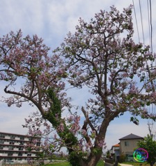 生き残っています