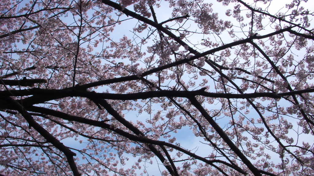 桜の隙間から
