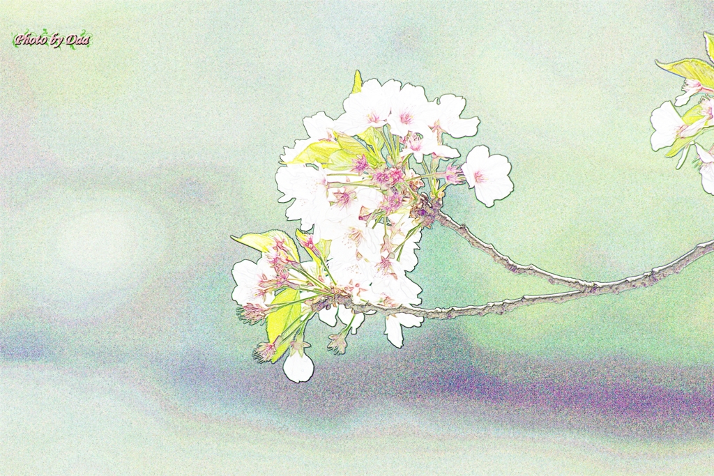 「 肉球ざくら 」猫イラスト 桜　春　満開　B5サイズ 色鉛筆画 肉球ざくら 」猫イラスト 桜 春 満開 B5サイズ 色鉛筆画