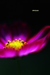 揺らめく秋桜