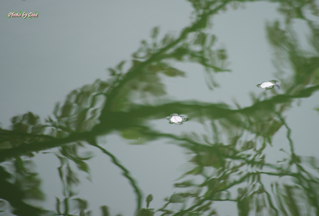 水面の花びら