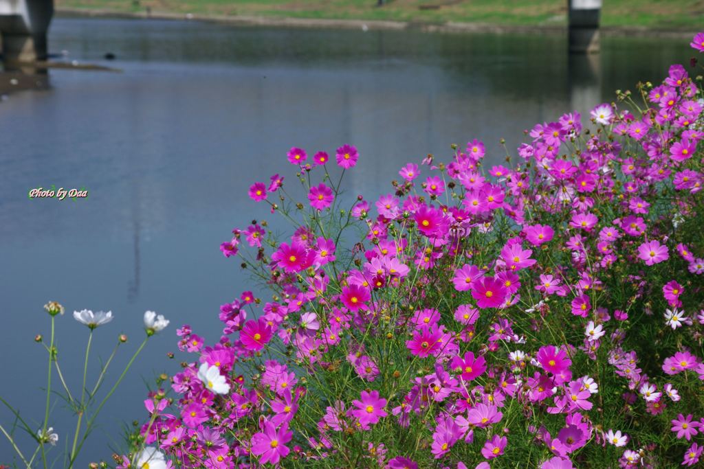 川辺の秋桜