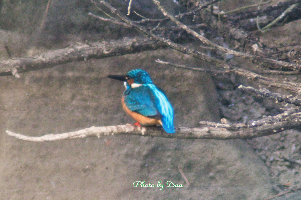 カワセミ再現像 Ⅱ