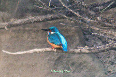 カワセミ再現像 Ⅱ