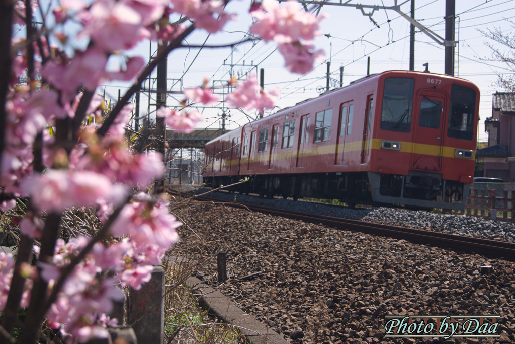 桜の向こうに