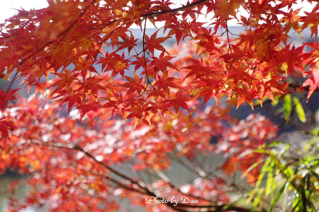 １２月にピークになりました