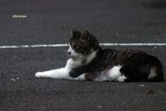 くつろぐ猫さん くつろぐ猫さん