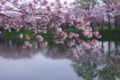 川と桜