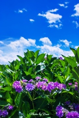 紫陽花と初夏の空