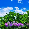 紫陽花と初夏の空