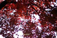 紅（くれない）万華鏡