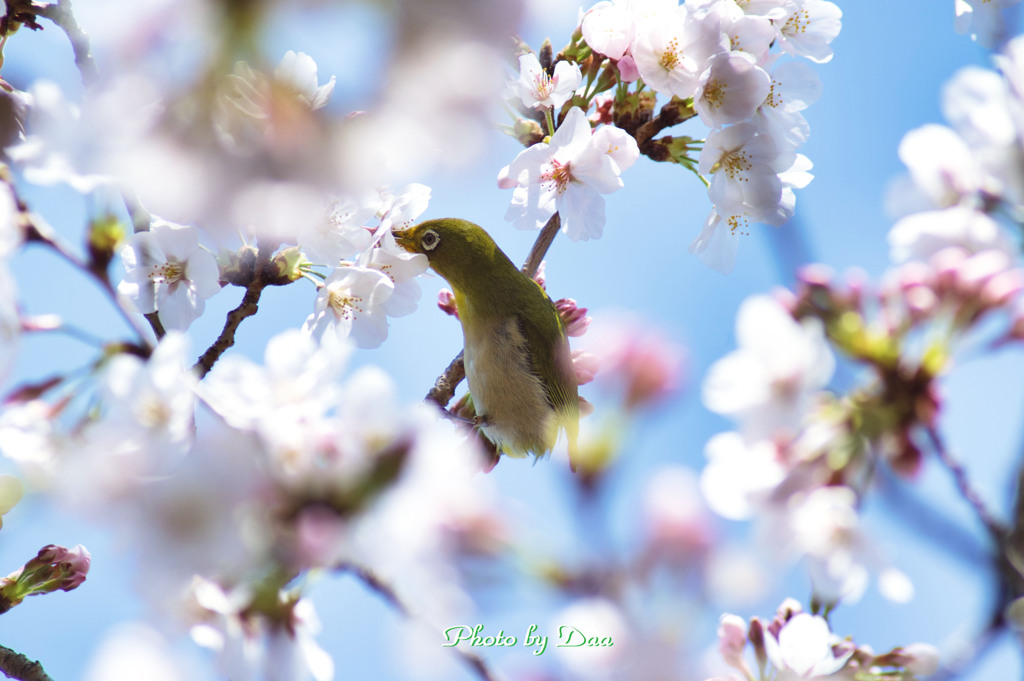 桜じろー Ⅲ