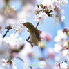 桜じろー Ⅲ