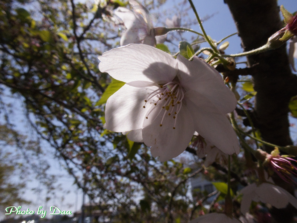 葉桜