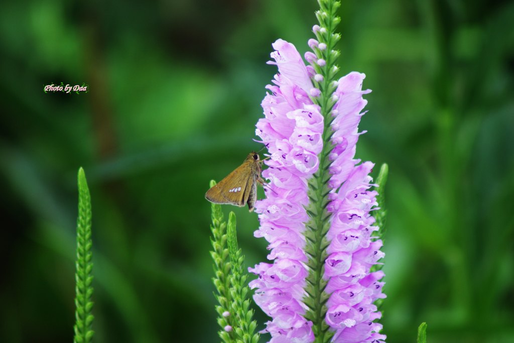イチモンジセセリと花虎の尾