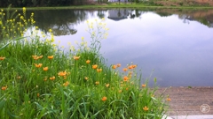 川辺のポピーと菜の花と
