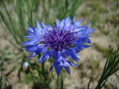 薊