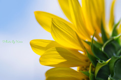 向日葵の黄色い花びら