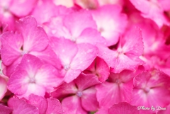 しっとり紫陽花