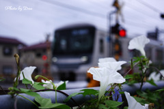 白朝顔と踏切と電車と