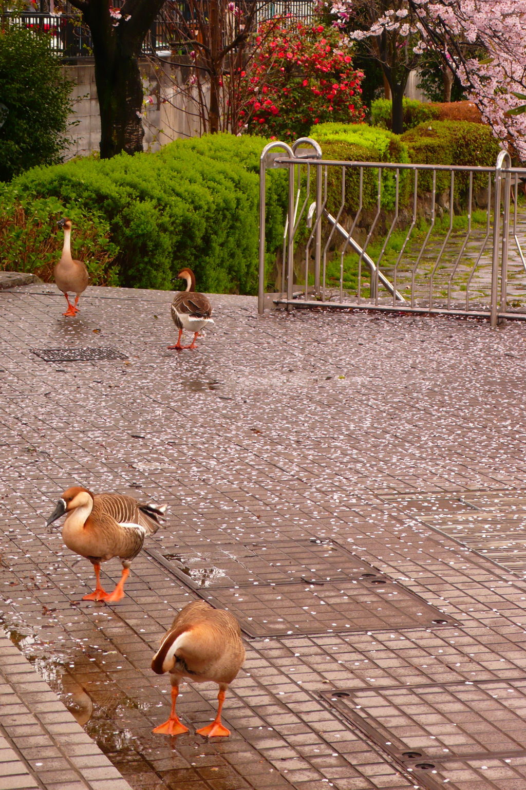 雁たちのお食事