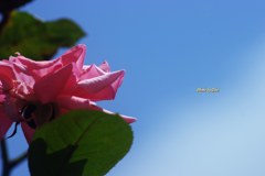 初秋の薔薇
