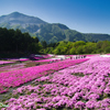 芝桜と武甲山Ⅱ