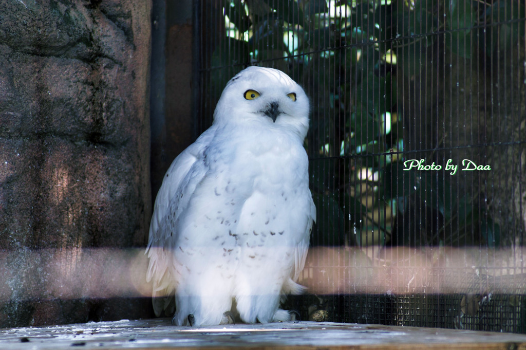 シロフクロウのロクさん