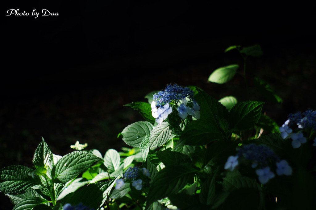 紫陽花のある場所