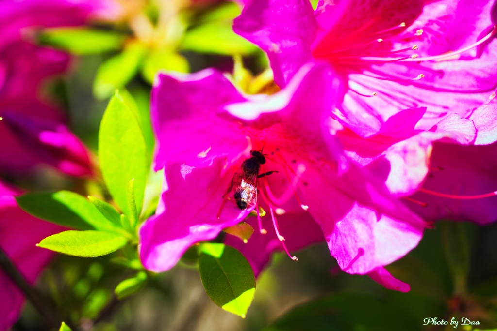 躑躅の中の蜜蜂