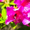 躑躅の中の蜜蜂